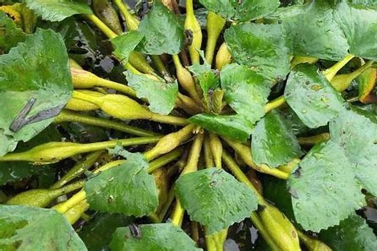 枇杷树釆完果后每颗树施多少要素,和磷肥？