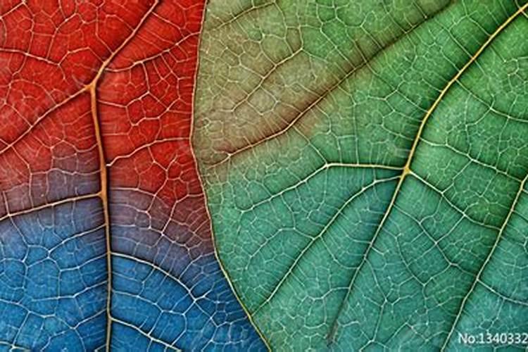 求救!月季叶子枯的厉害,花苞也很小,叶脉呈棕色,估计是缺氮？