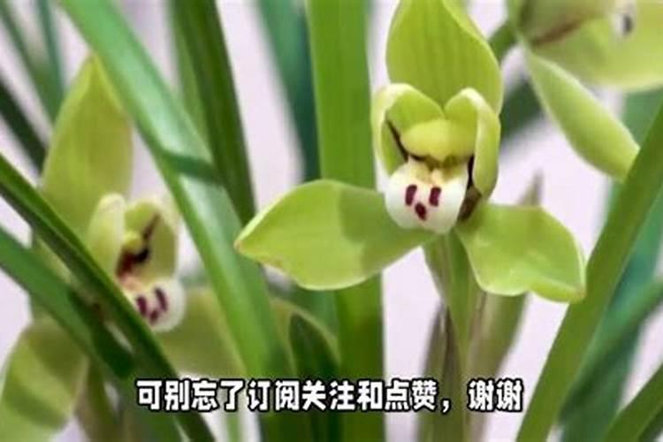 黄豆泡水浇花是生的好还是煮熟好