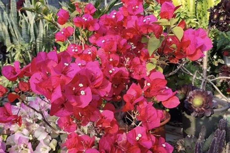 三角梅夏天能施肥吗？