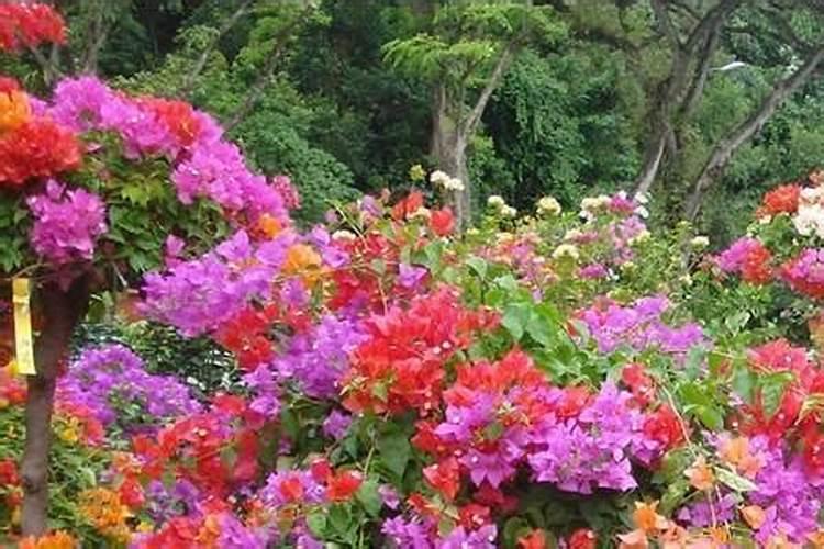 种蔬菜用什么肥料最好