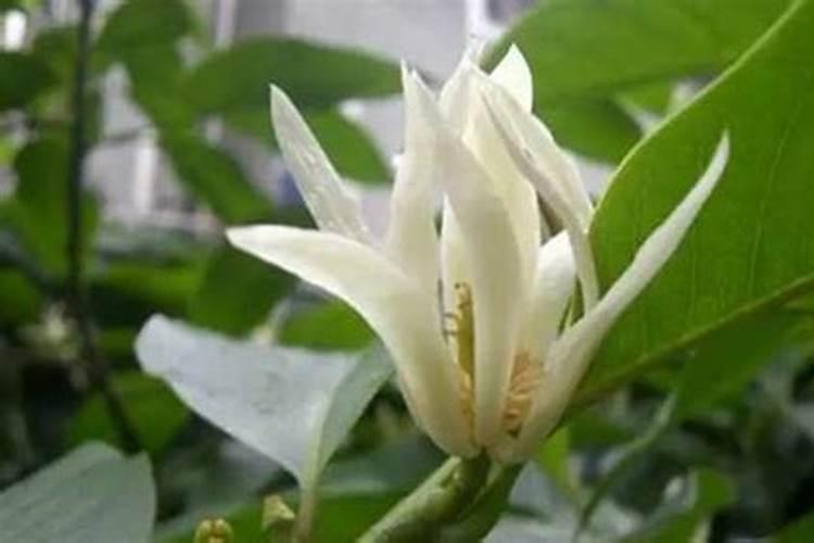 西兰花座果期用什么叶面肥效果好？西兰花保花保果冲施什么肥料好？