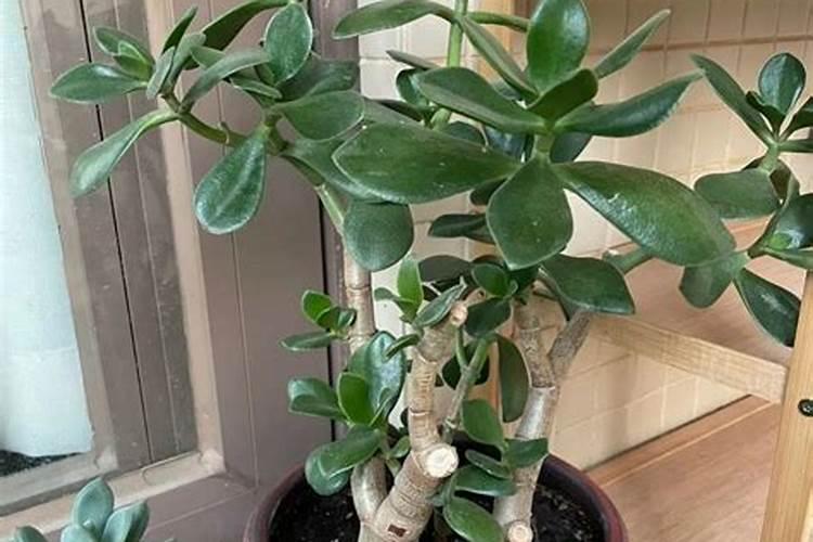 氮肥的主要成分和作用