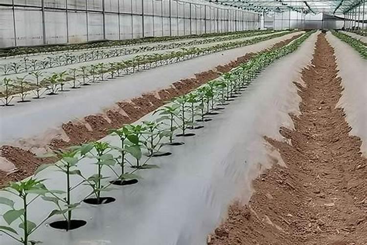 s诱抗素在葡萄着色期使用立秋后使用效果为什么不好