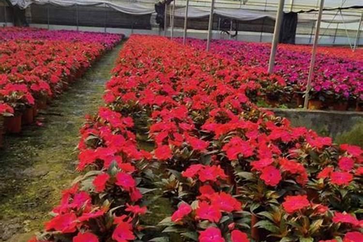 凤仙花怎么施肥