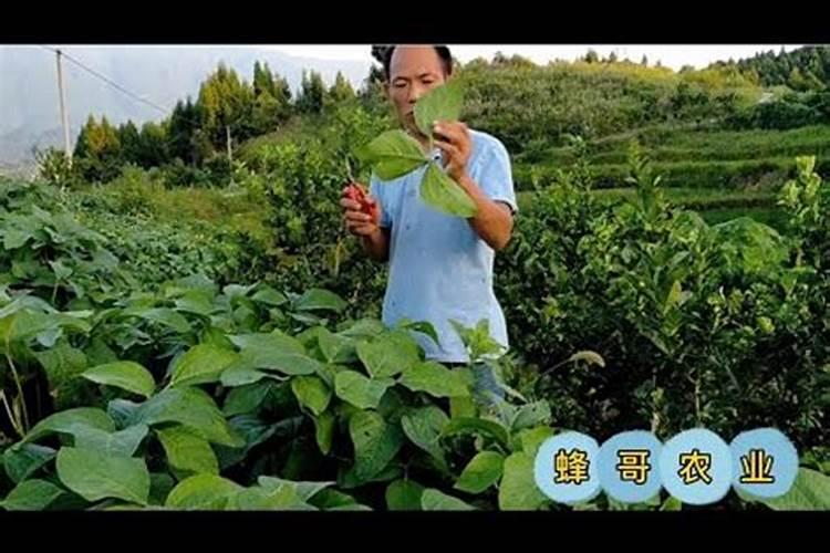 大豆使用芸苔素内酯的用途使用技术还有注意事项有什么？