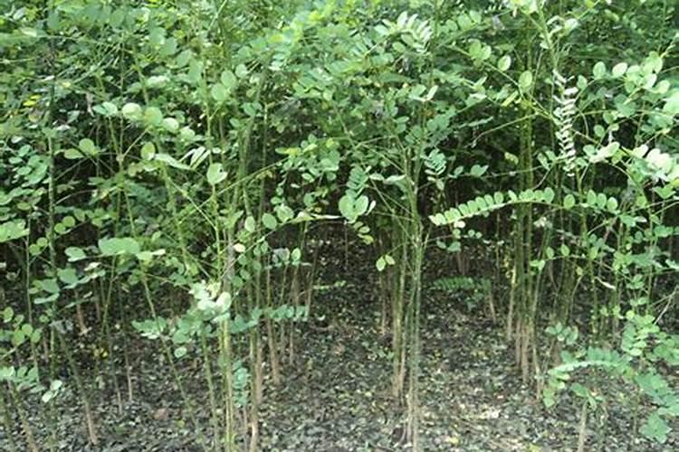 茄子开花期需施什么肥？如何延长茄子采收期