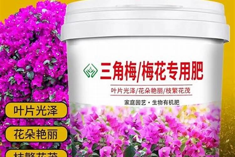 三角梅用什么肥料好