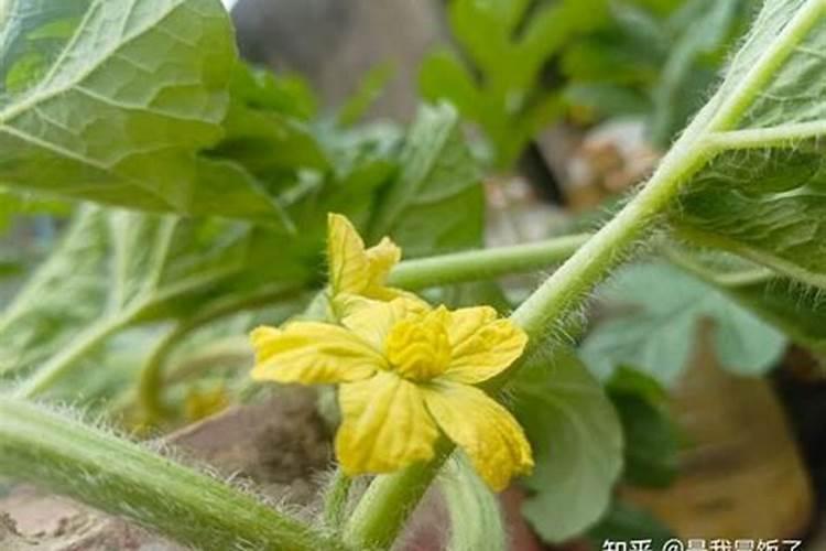 种植西瓜用什么肥料最佳