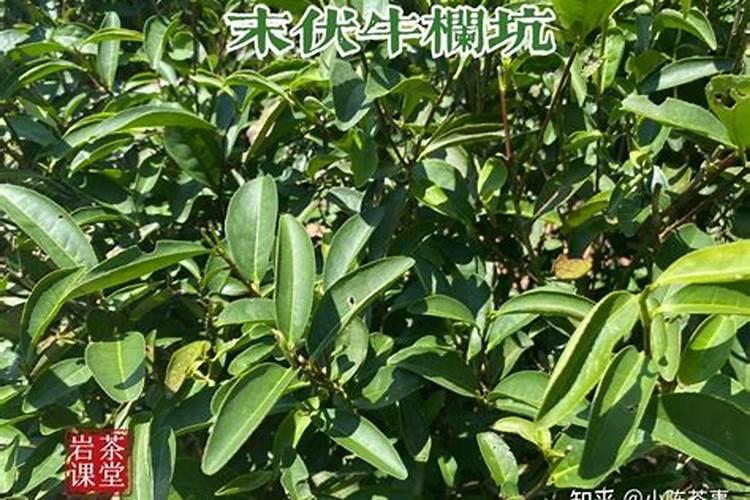 茶树最怕含氯肥料
