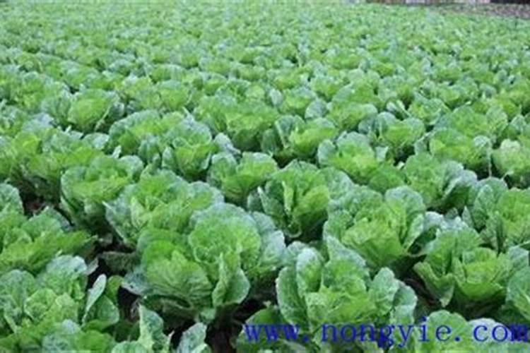 种白菜用什么肥料好