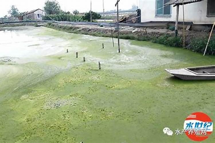 大棚番茄施肥方法