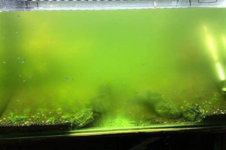 种西瓜需要什么底肥？每株需要多少肥料