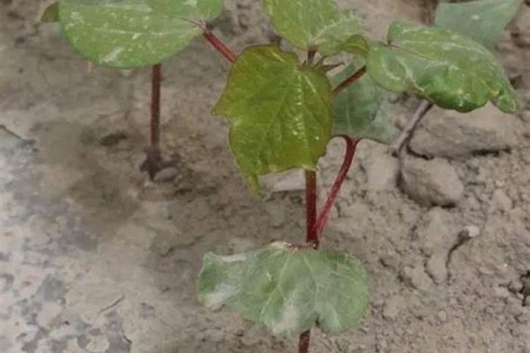 锌肥棉花七月底能滴灌吗？