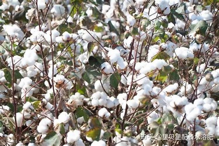 棉花缺锌要怎样施用锌肥改善？