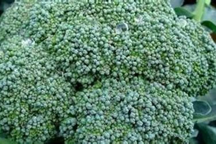 西兰花施什么肥最好