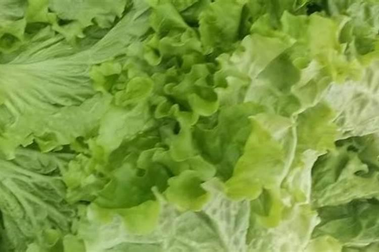 种青菜怎么施肥？