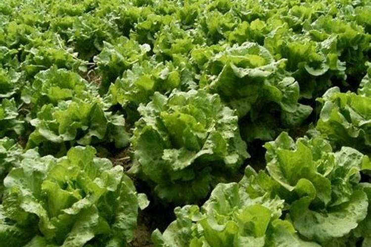 结球生菜种植管理是怎样的？哪些地区适合种植呢？