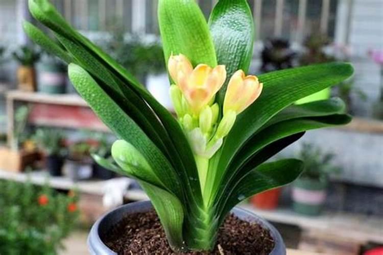 全营养水溶肥微生物菌剂有哪些