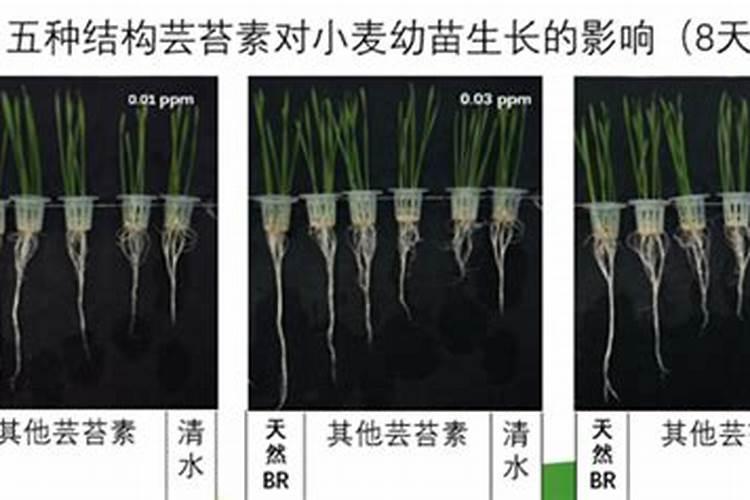 芹菜叶毒性有多大