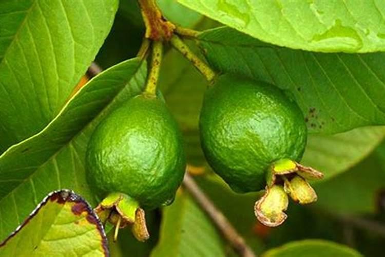 番石榴怎么施肥 番石榴施肥技巧总结