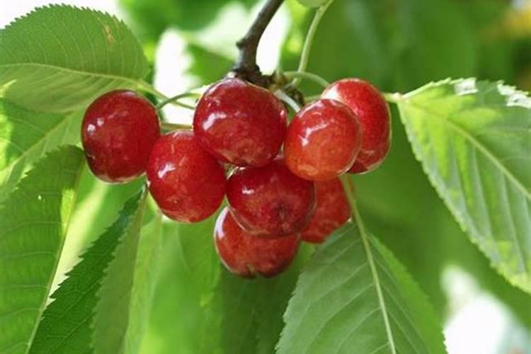 樱桃坐果的时候用什么肥料好