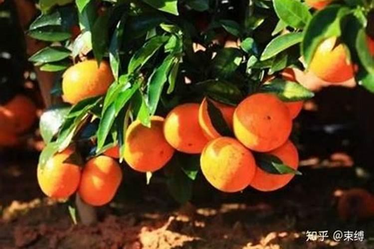 氮肥过量会烧苗吗