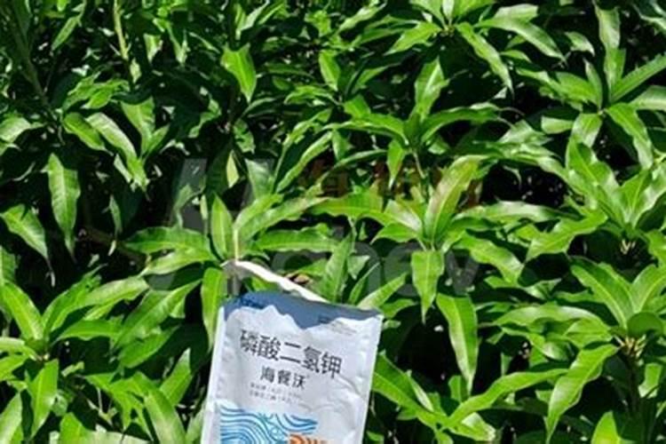 石榴浇水的正确方法