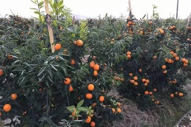 果树用什么水溶肥效果好