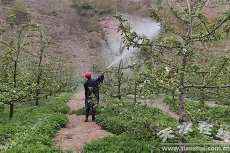 叶面肥正确使用法