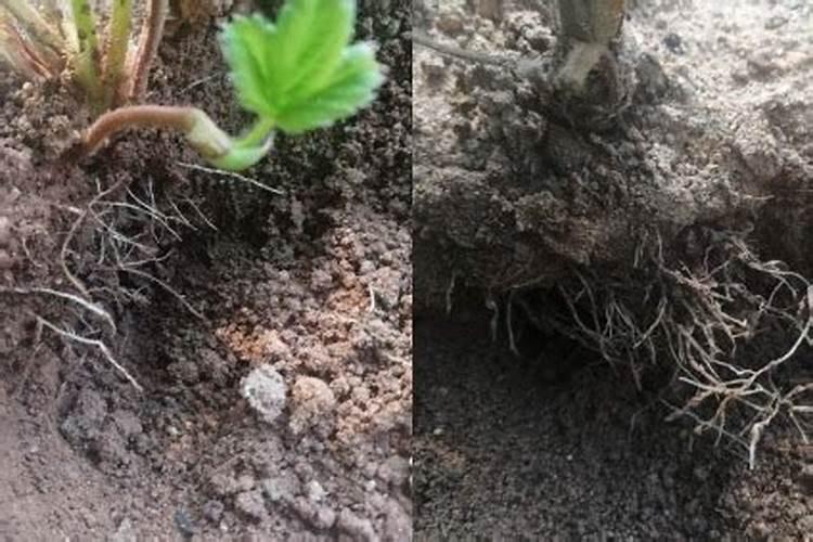 什么肥料能促长植物的根