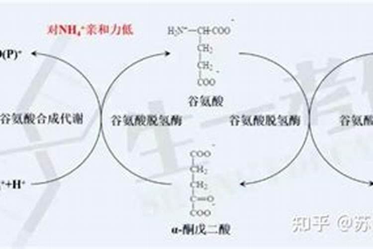 可溶性食用鱼蛋白特性与营养质量