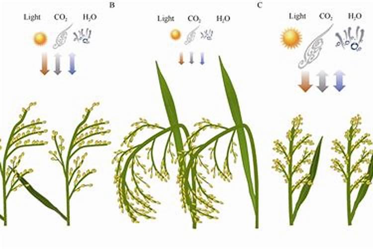 ...治虫、施肥等生产活动.根据生态学的原理,分析回