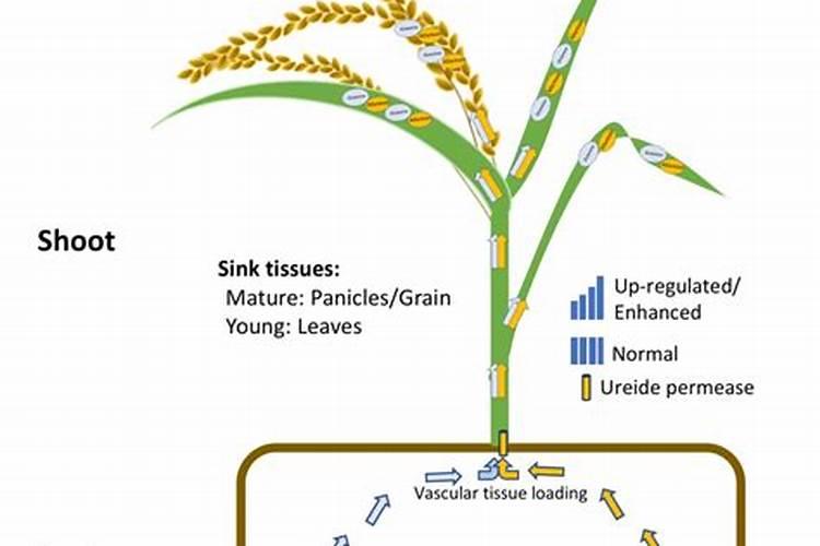 如何控制水稻灌浆结实矿质营养？