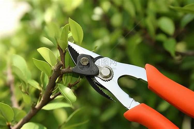 种花椒苗怎样种怎样修剪 有什么注意的!