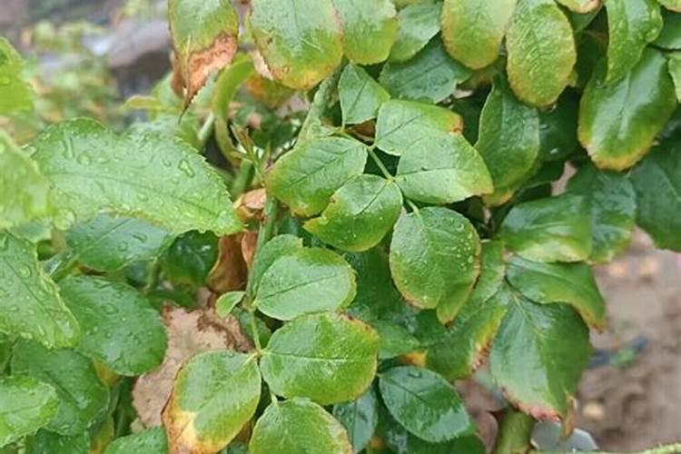 花木养护过程中的救治方法