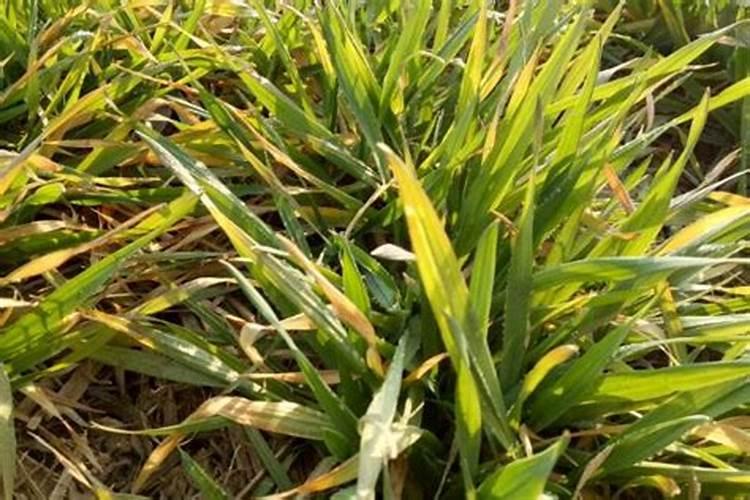 麦苗发黄快速补救方法 麦苗发黄快速补救方法是什么