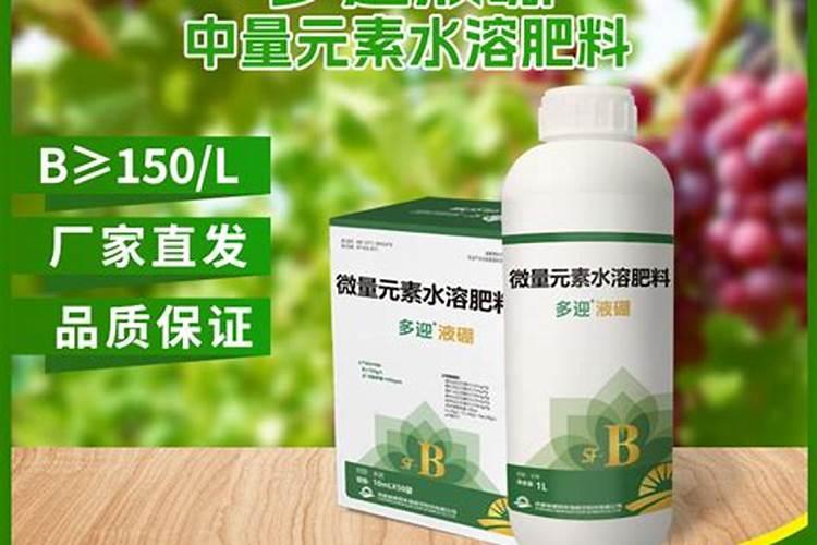 养殖香龙血树的注意事项