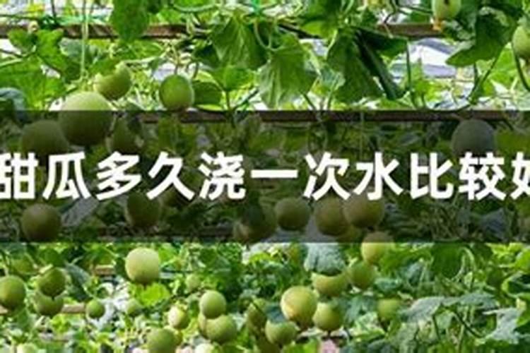 甜瓜打什么叶面肥最好？甜瓜施肥时间及方法？