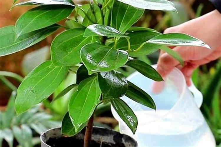 平安树磷钾肥怎么上