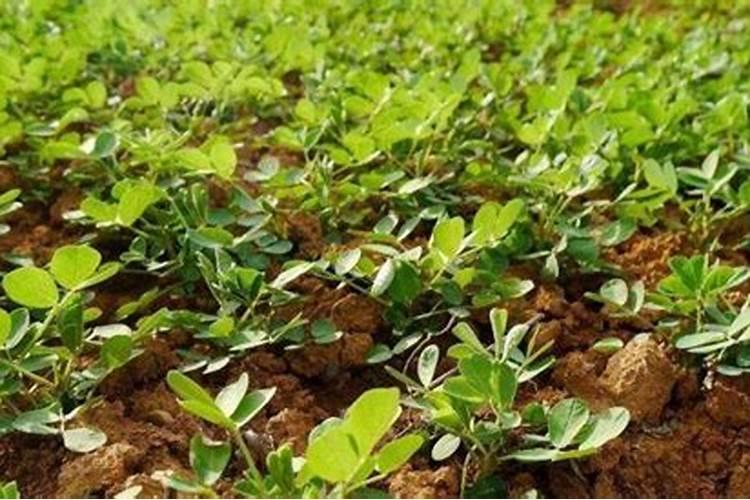 达摩栀子苗批发,优良的盆景观叶观花观果素材哪里有卖？