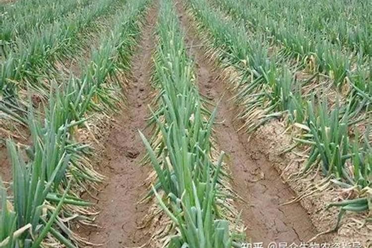大葱烂根的原因是什么？大葱需要什么肥？