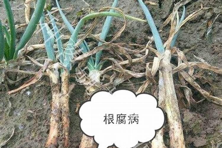 大葱用哪种水溶肥效果好？大葱根茎块膨大剂有哪些？