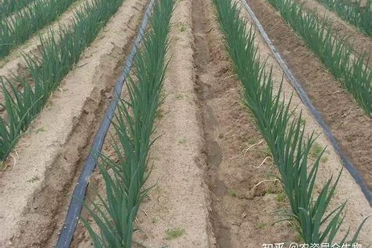 大葱生长期追肥用什么好