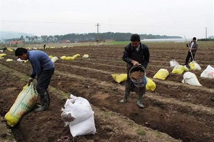 金豆用什么肥料最好