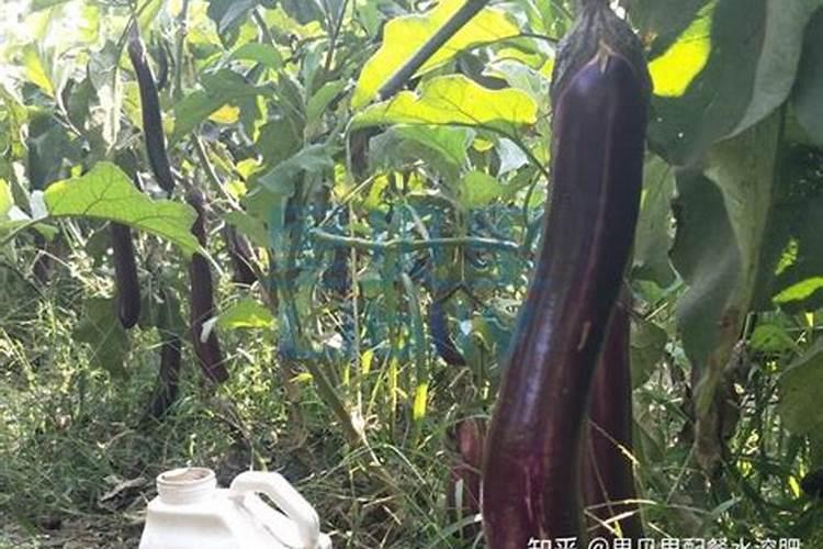 茄子如何进行叶面施肥？