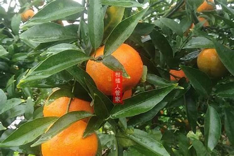 橘子放什么肥变得更甜？