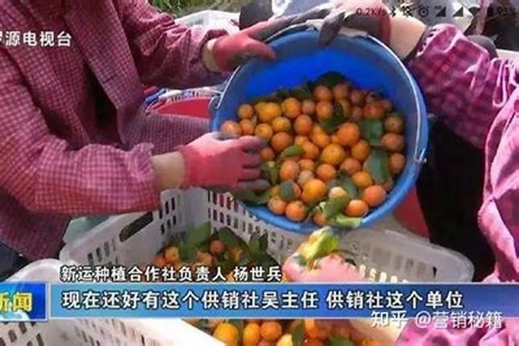 石竹多少钱一棵？2020年石竹价格最新行情预测