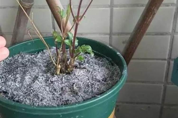 浇花肥料有哪些