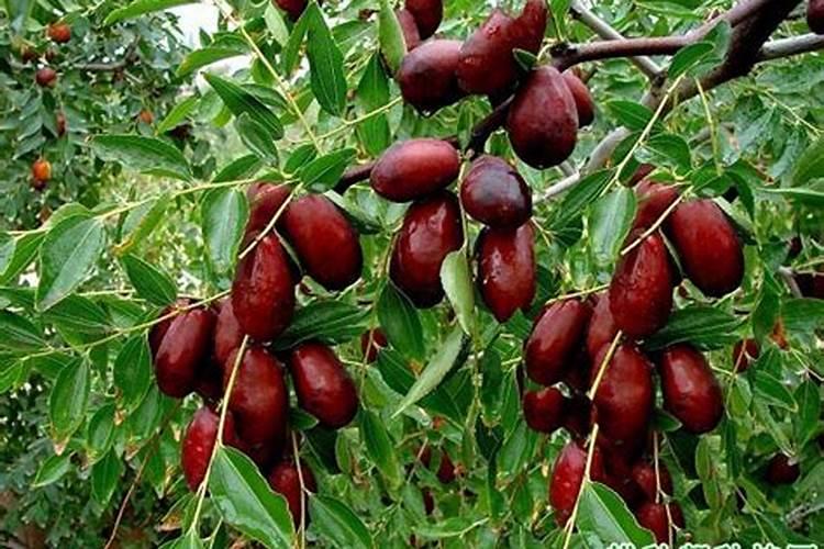 给植物施肥是为了给植物提供什么